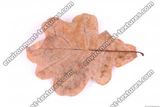 Photo Texture of Leaf 0025